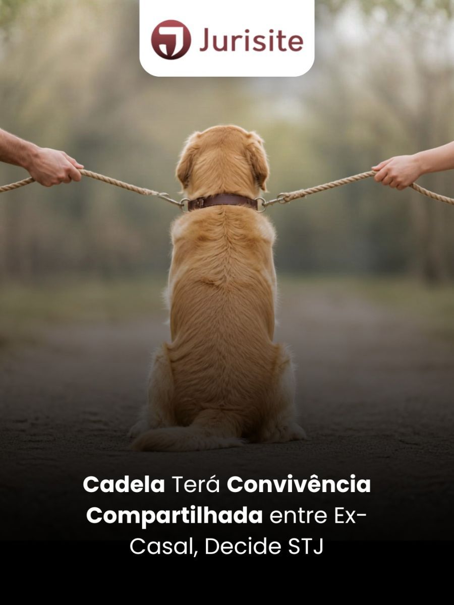Cadela Terá Convivência Compartilhada entre Ex-Casal, Decide STJ